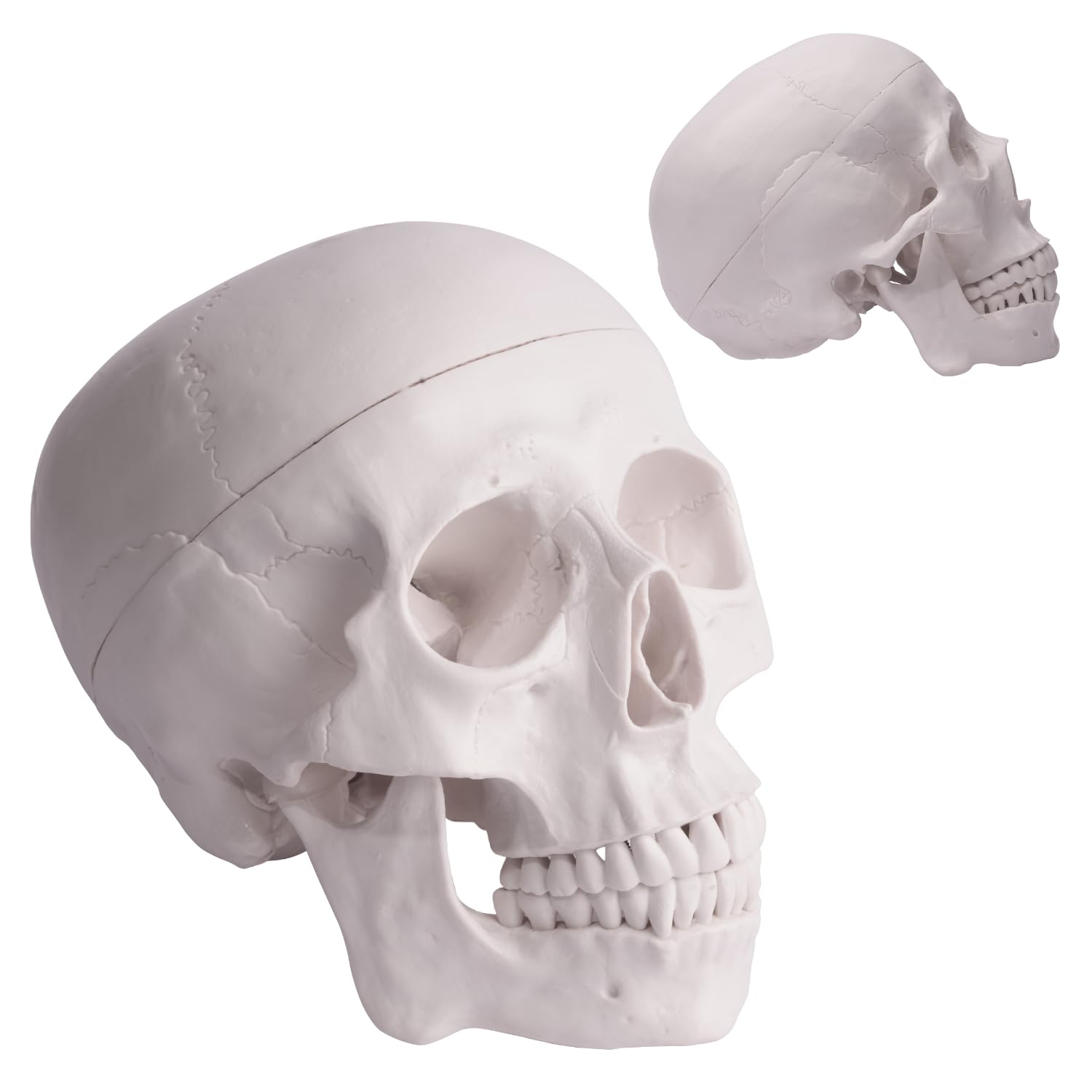 3B Scientific 頭蓋骨 人体模型 解剖学実習 ドイツ 3B Scientific 頭蓋骨 人体模型 解剖学実習 ドイツ 頭蓋骨 模型